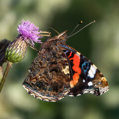 Red admiral