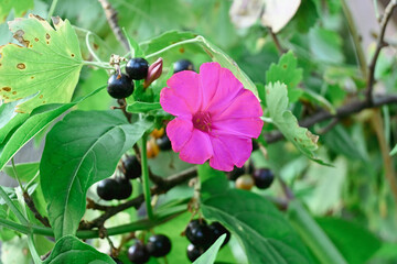 flower