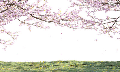 Sakura trees along a river clipping path cherry blossom trees on the river isolated on white background © Poprock3d