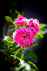 Photo of the rose at the garden