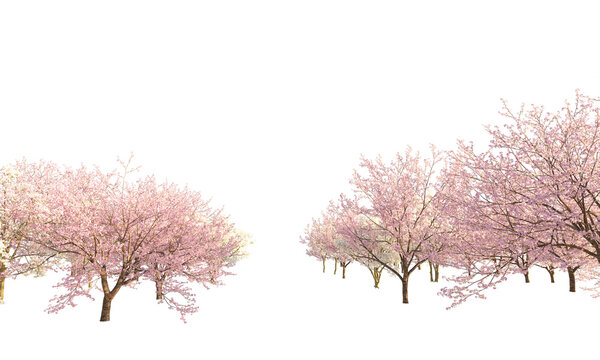 Sakura trees along a river clipping path cherry blossom trees on the river isolated on white background