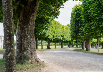 Fototapeta na wymiar a sculptured tree-lined avenue turning away to the right