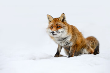 A red fox runs and looks for prey.