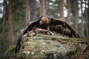 The bald eagle guards its prey.