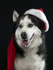 Portrait of a husky in a Christmas hat on black background, studio shot