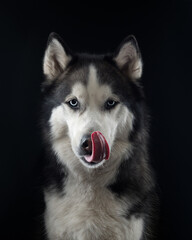 Portrait of a licking husky on black background, studio shot
