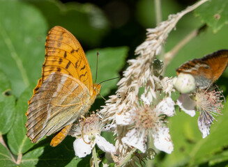 detailed close-up of a silver-washed fritillary butterfly (Argynnis paphia)