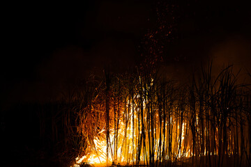 Sugar cane is burned to remove the outer leaves around the stalks before harvesting