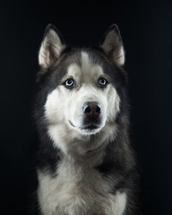 Obraz premium Portrait of a husky on black background, studio shot