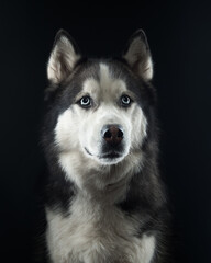 Portrait of a husky on black background, studio shot