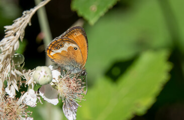 Close-up of a feeding Pearly heath butterfly (Coenonympha arcania)