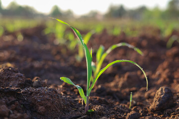 Planting corn seedlings on the ground and growing  Economic plants