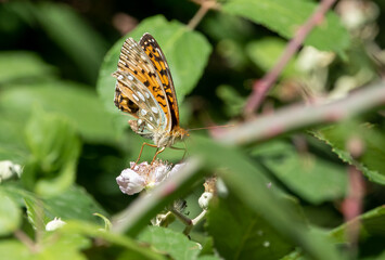 close-up of a Dark green fritillary butterfly (Speyeria aglaja)
