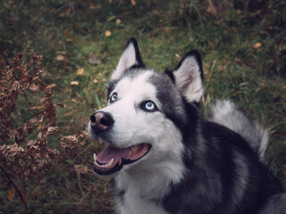 Portrait of a husky in an autumn forest
