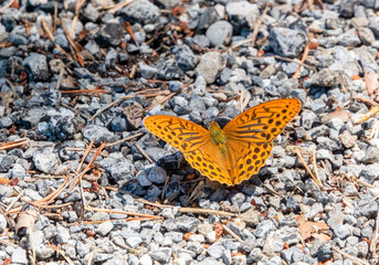 detailed close-up of a silver-washed fritillary butterfly (Argynnis paphia)