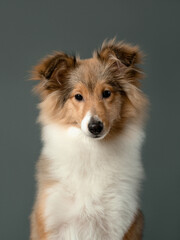 Portrait of a little sheltie puppy on grey background, studio shot