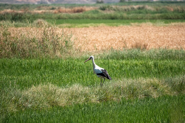 a white stork (Ciconia ciconia) hunting in a rice field
