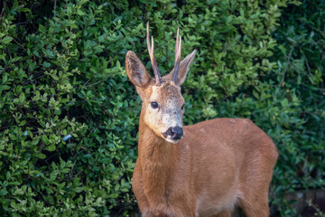 close-up of a wild roe deer buck (Capreolus capreolus) in a domestic garden 