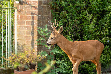 close-up of a wild roe deer buck (Capreolus capreolus) in a domestic garden 