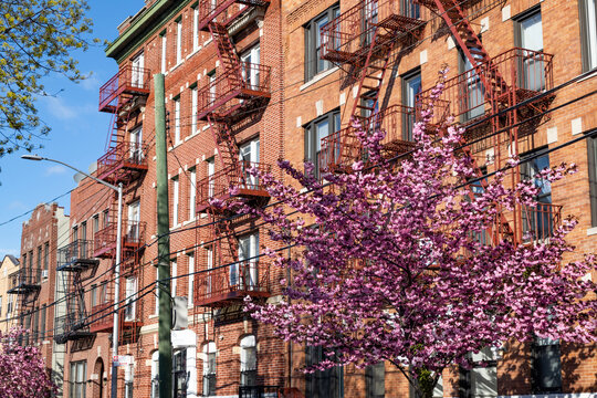 Beautiful Neighborhood Street in Astoria Queens with Pink Flowering Cherry Trees and Residential Buildings during Spring