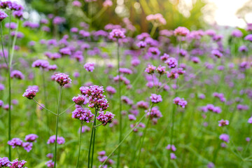 Blossom verbena flowers at field. 