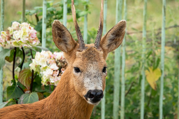 detailed close-up head shot of a wild roe deer buck (Capreolus capreolus)