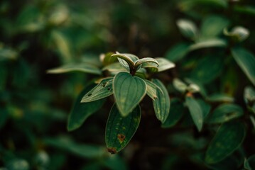 close up of a plant