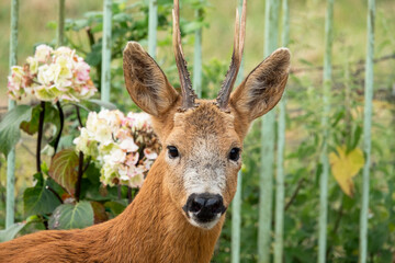 detailed close-up head shot of a wild roe deer buck (Capreolus capreolus)