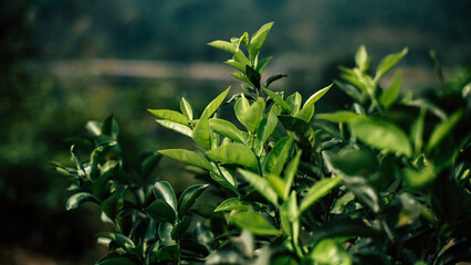 green tea leaves background