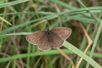 detailed close-up of a Ringlet butterfly (Aphantopus hyperantus)