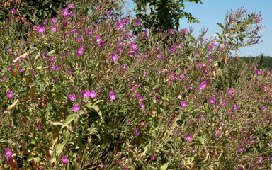 Fototapeta premium close-up of a Great Willowherb in full bloom, also known as Codlins and Cream (Epilobium hirsutum)