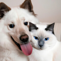 Siam Katze & Samojede Hund