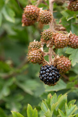 detailed close-up of a ripe common blackberry, bramble (Rubus fruticosus) with unripened background blackberries