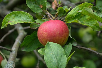 red apple on a branch