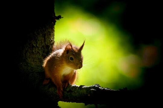 Red squirrel on the tree