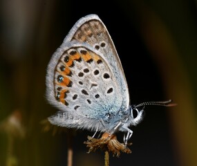 Plebejus argus poosing on dandelion.