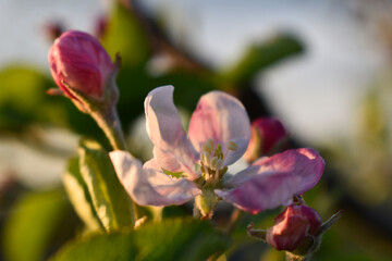 Fototapeta na wymiar Apple flower