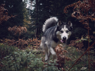 Portrait of a running husky in an autumn forest © Daria