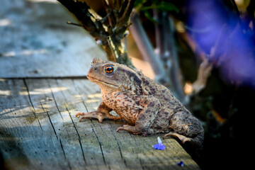 common toad on tree deck
