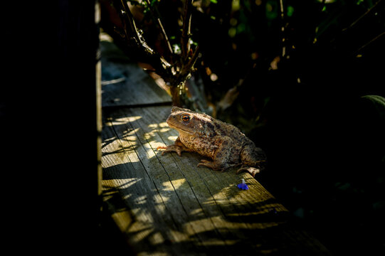 common toad on tree deck