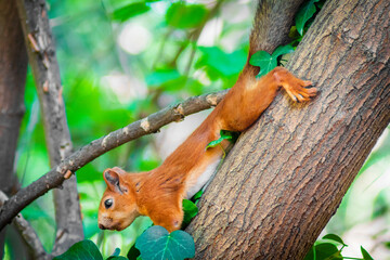 squirrel on a tree