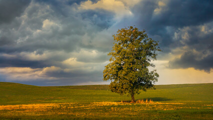 Obraz na płótnie Canvas Single tree on the horizon in morning sunlight