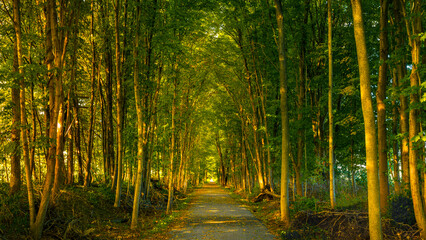 Obraz premium Path through the woods early in the morning