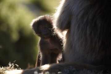 Singe Gélada