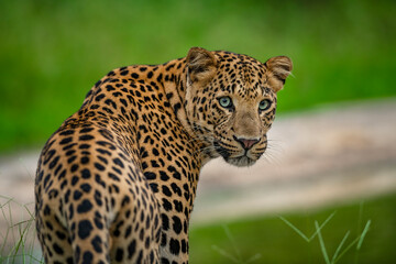Fototapeta na wymiar Leopard Walking in the Forest