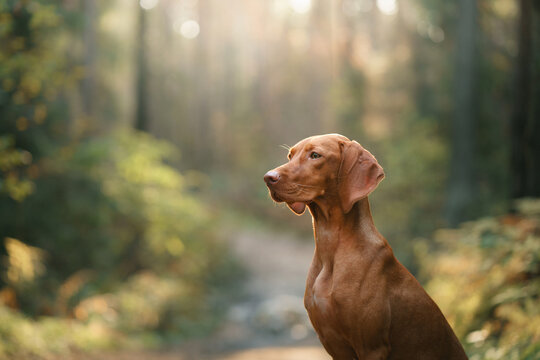 Hungarian Vizsla in the autumn forest. Pet in leaf fall. Atmospheric photo in nature