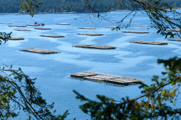 Mussel rafts float in Penn Cove near Coupeville Washington cultivating commercial shellfish in the salt water