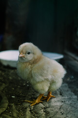 Closeup of a mother chicken with its baby chicks on the farm. Hen with baby chickens. Poultry organic farm