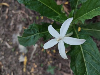 Laurentia longiflora flowers that are in bloom, are used as herbal medicines or natural pesticides.