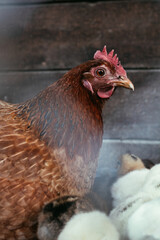 Closeup of a mother chicken with its baby chicks on the farm. Hen with baby chickens. Poultry organic farm
